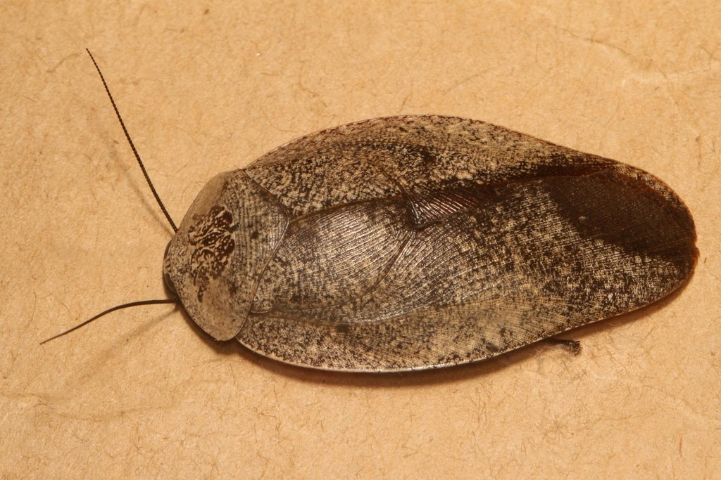 Скромненький, тихий, до момента пока не тронули