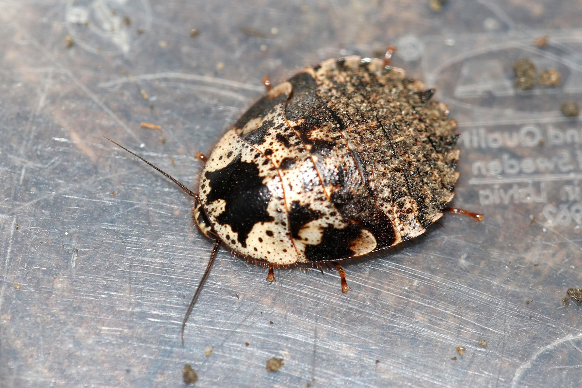 ну действительно же как яйцо