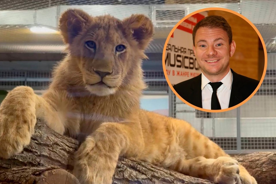    Известный музыкант взял шефство над львенком Тотошей. Фото: Пермский зоопарк и Кудрявов Борис.