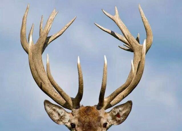 Идеальный вариант веток рода