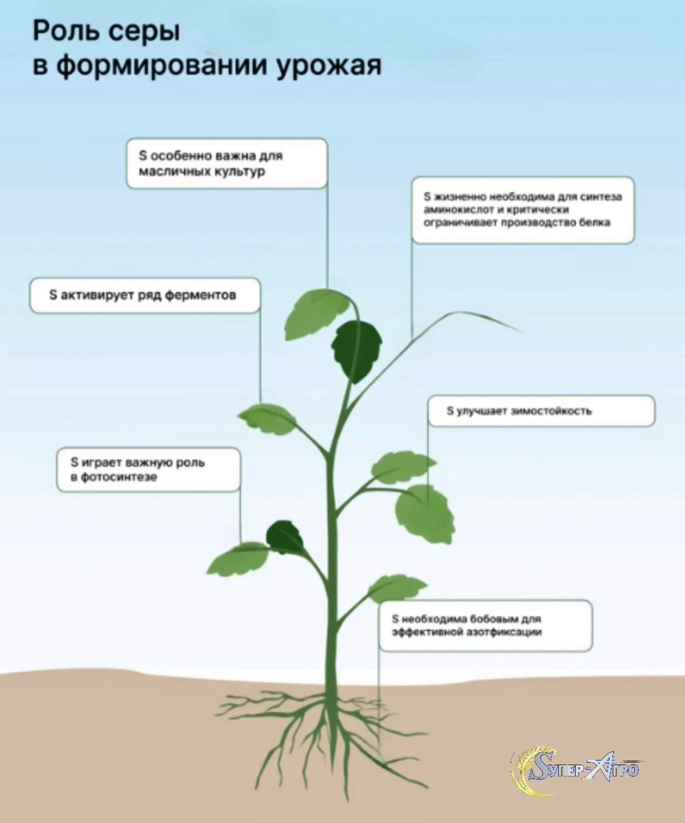 Роль серы в формировании урожая