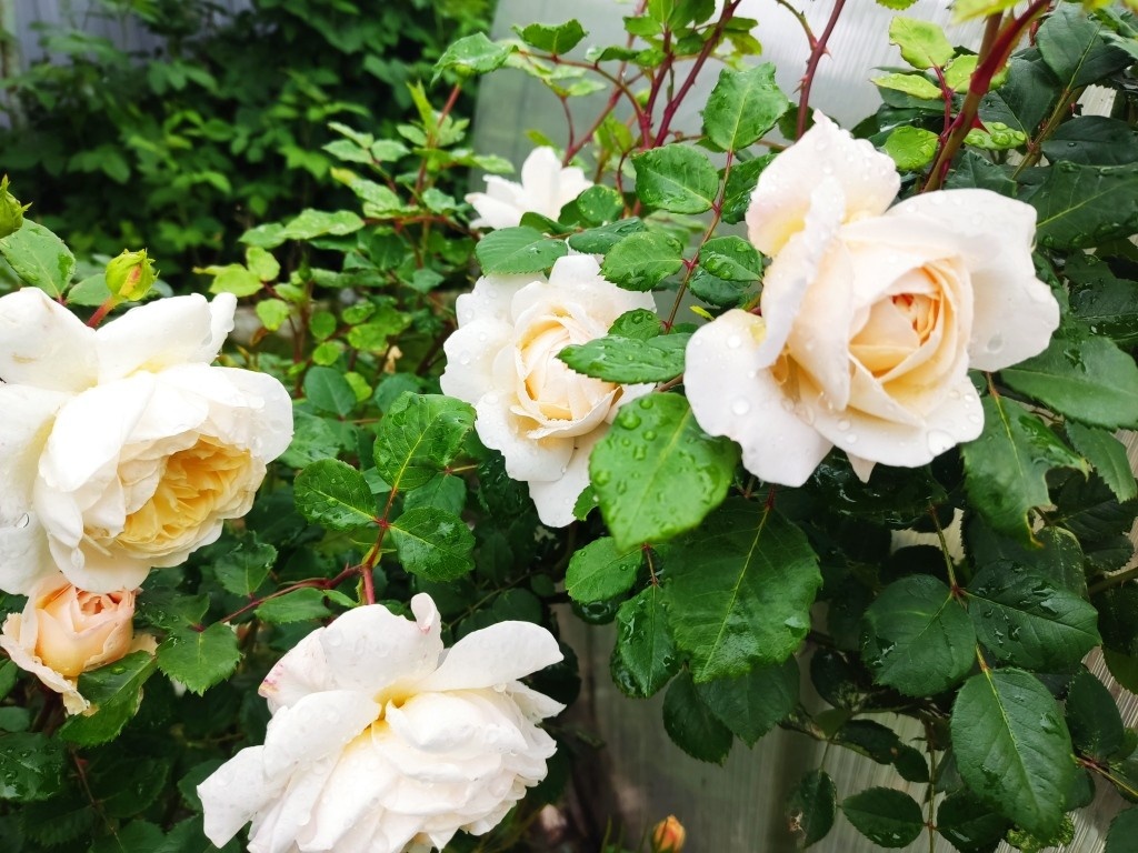 Хоть и давно это было, но многие розы с тех пор сохранились