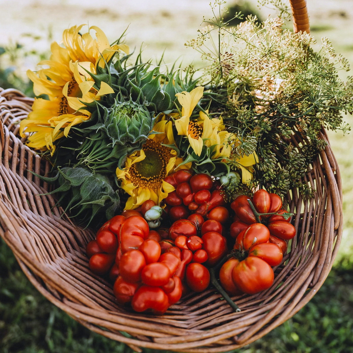 Томат «Райзетомат» («Reisetomate»)