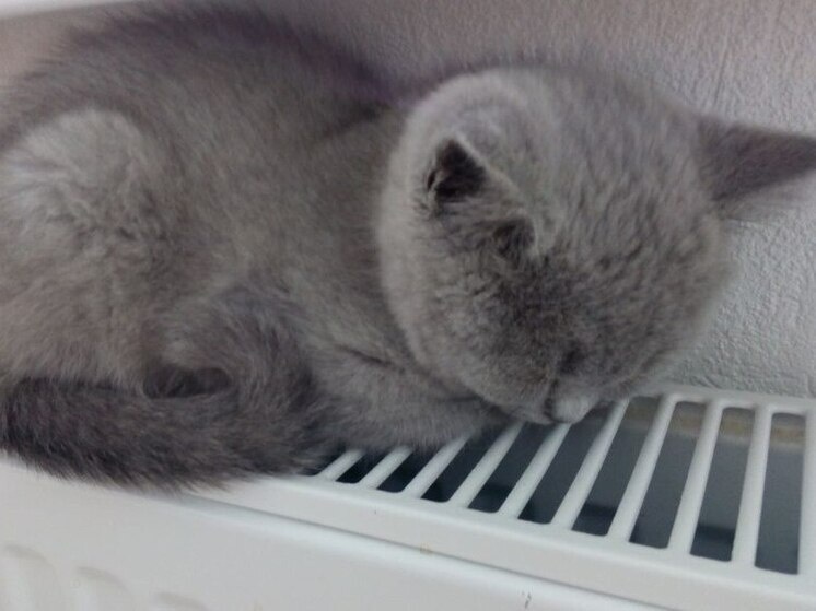     Фото: архив МК в Питере