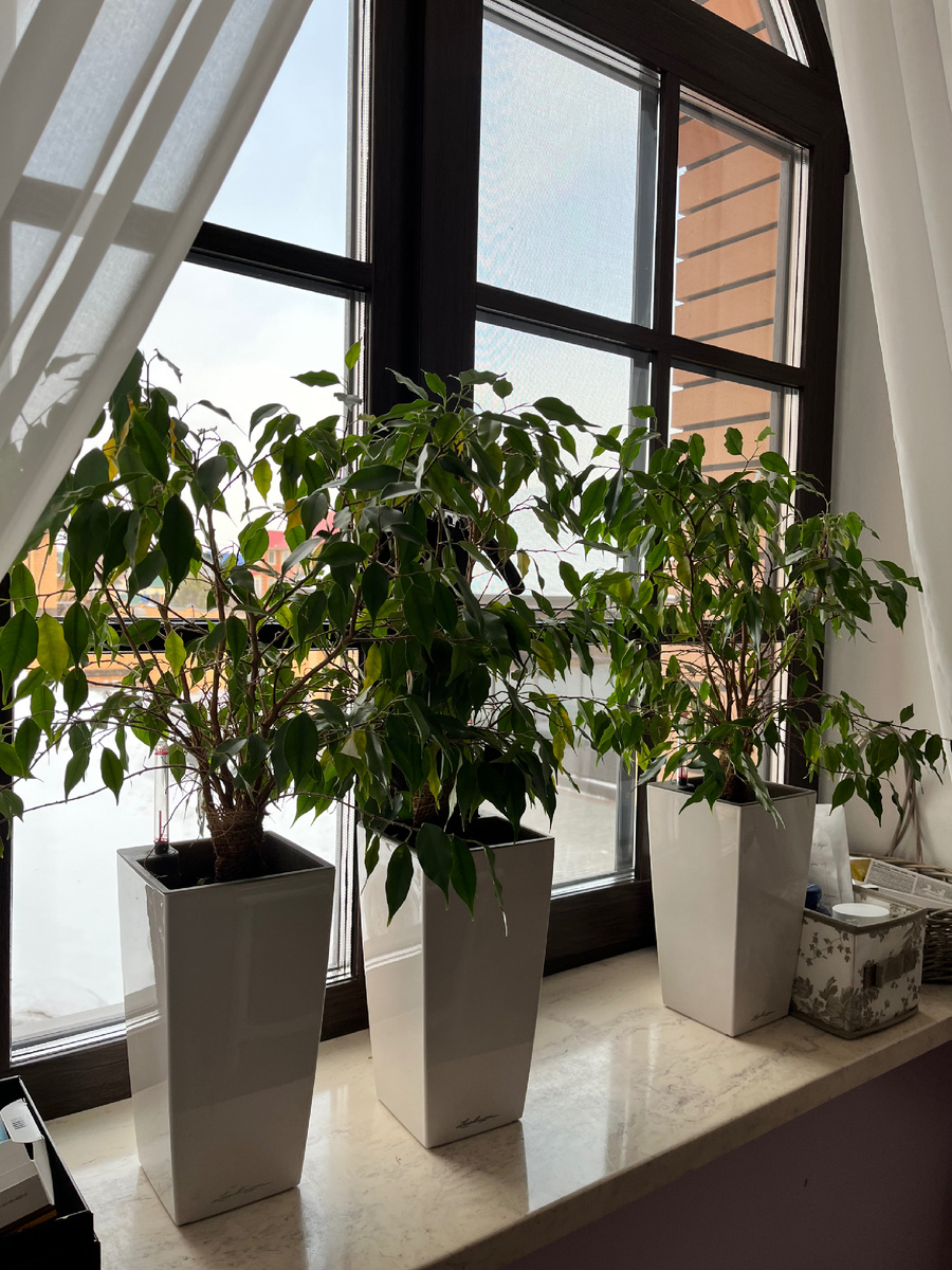 Фикусы Бенджамина фото от клиента ДО  ( фото из личного архива)