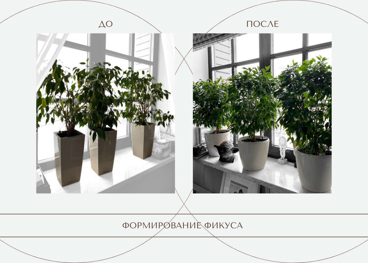 Формирование Фикуса Бенджамина ⑨