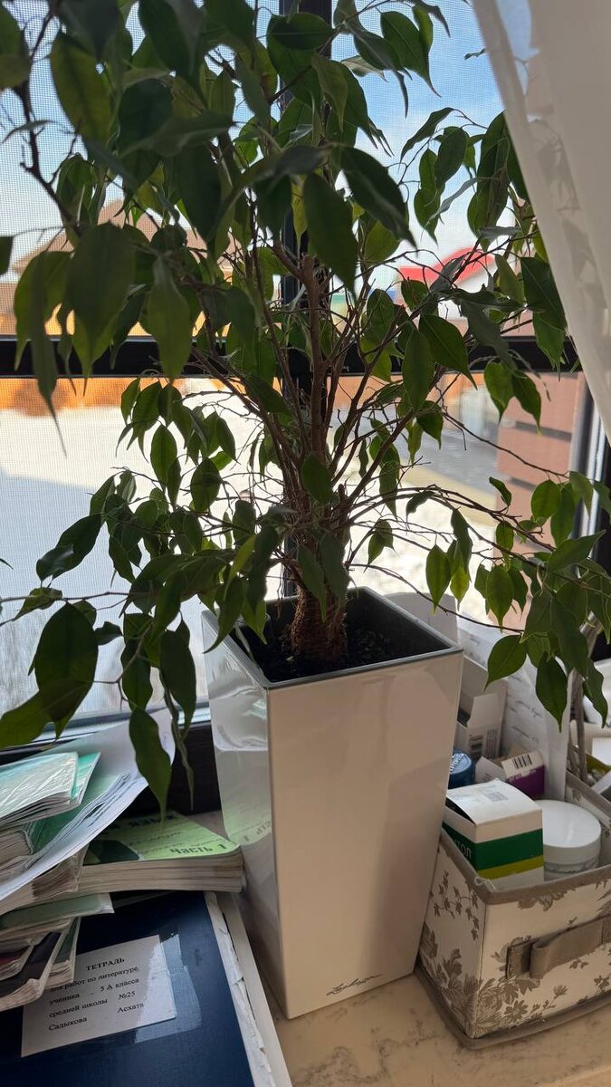 Фикусы Бенджамина фото от клиента ДО ( фото из личного архива)