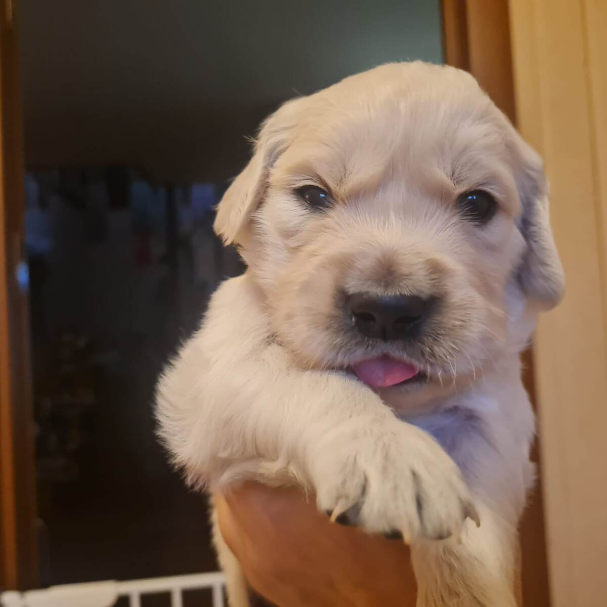 Щенок золотистого ретривера, 3 недели .