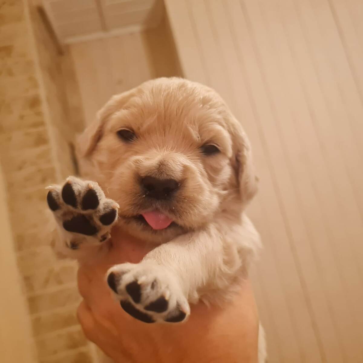 Щенок золотистого ретривера,  3 недели. 