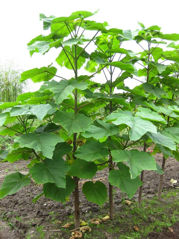 2-х годовалое дерево Павловнии