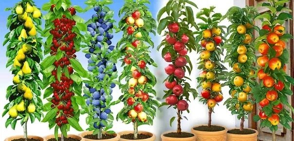 ПлодОдовые деревья