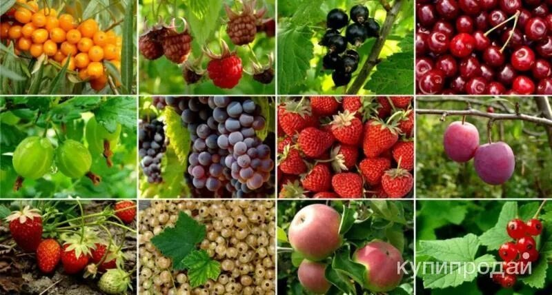 Плодовые культуры