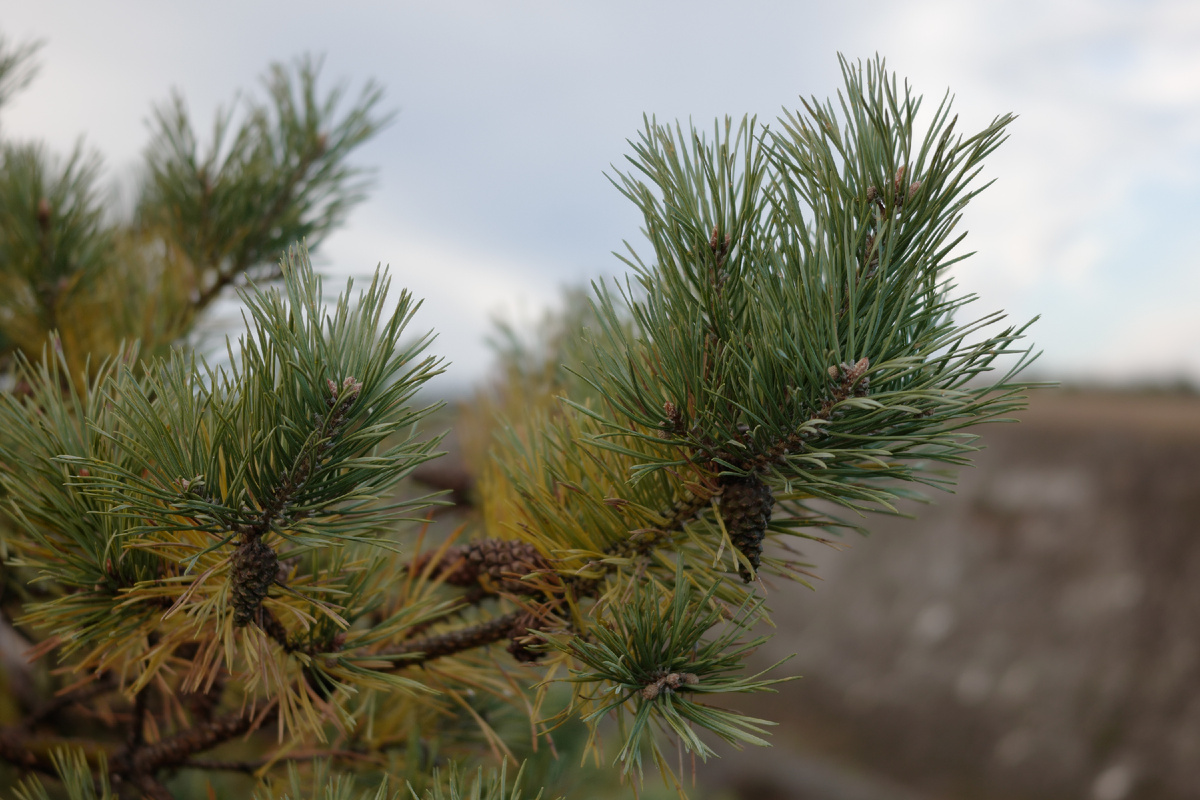 Сосна обыкновенная. Фото из архива автора