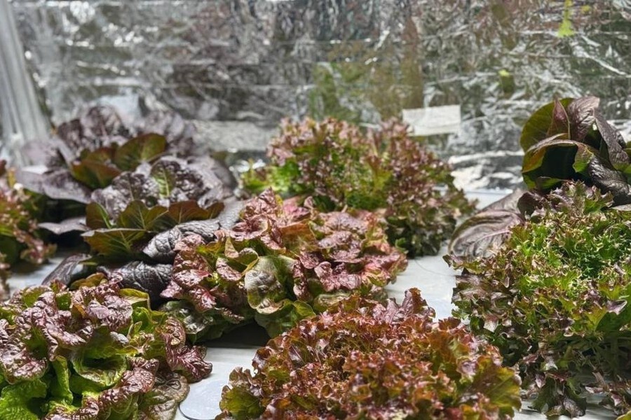    Фото: Telegram-канал лаборатории сити-фарминга ИГ СФУ, источник: tass.ru