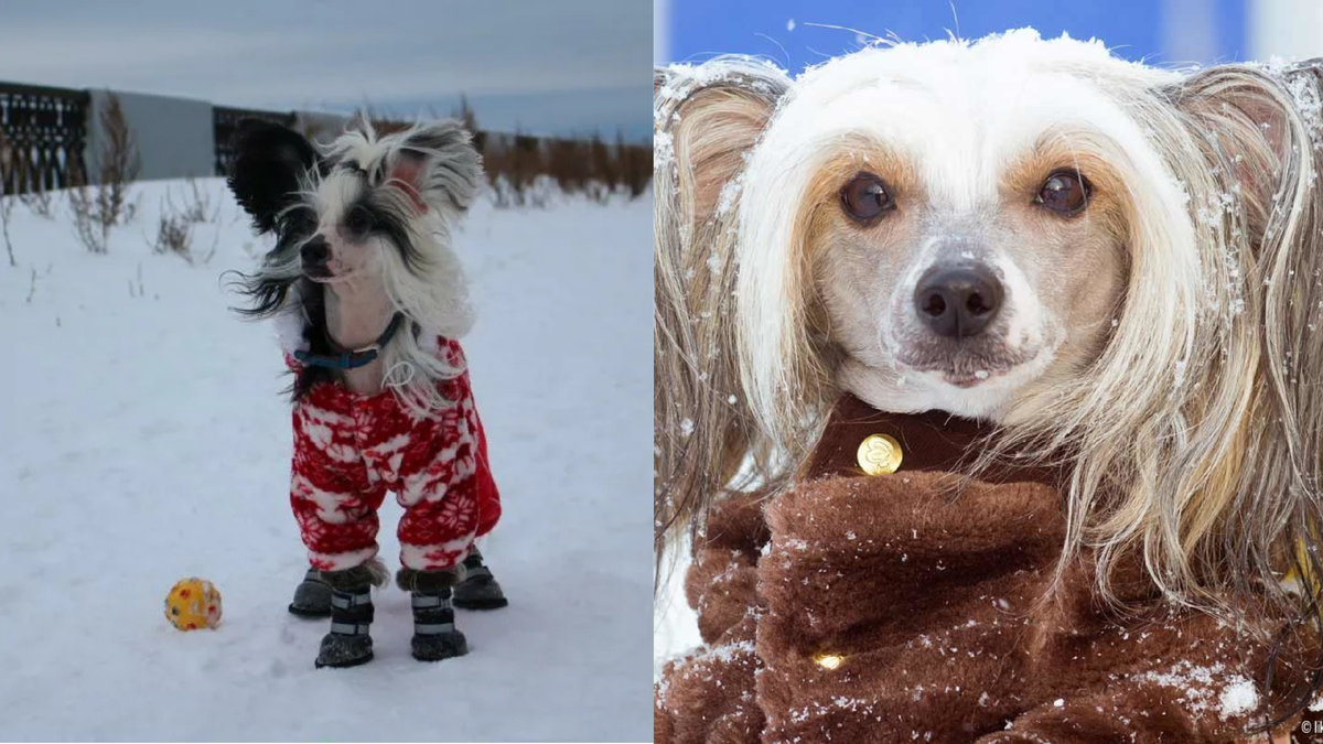 Китайская хохлатая