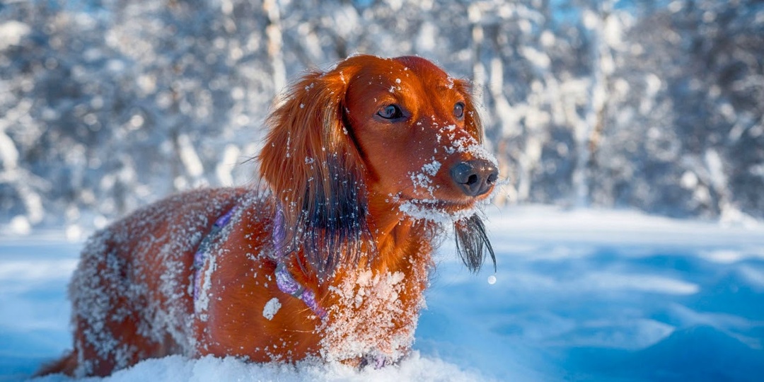 5 пород собак, которые особенно мерзнут в холодную погоду