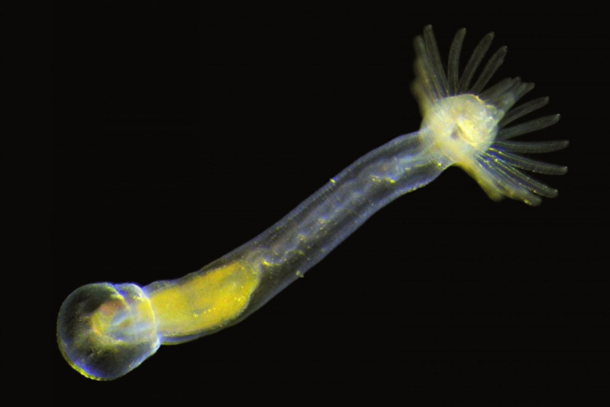    Ученые описали экспрессию генов форонид.