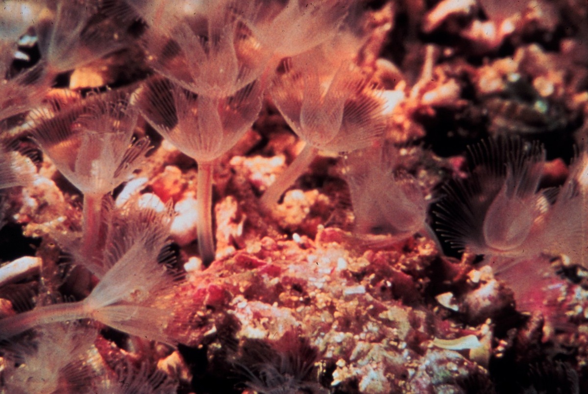    Форониды (Phoronida) — это небольшой тип морских беспозвоночных.