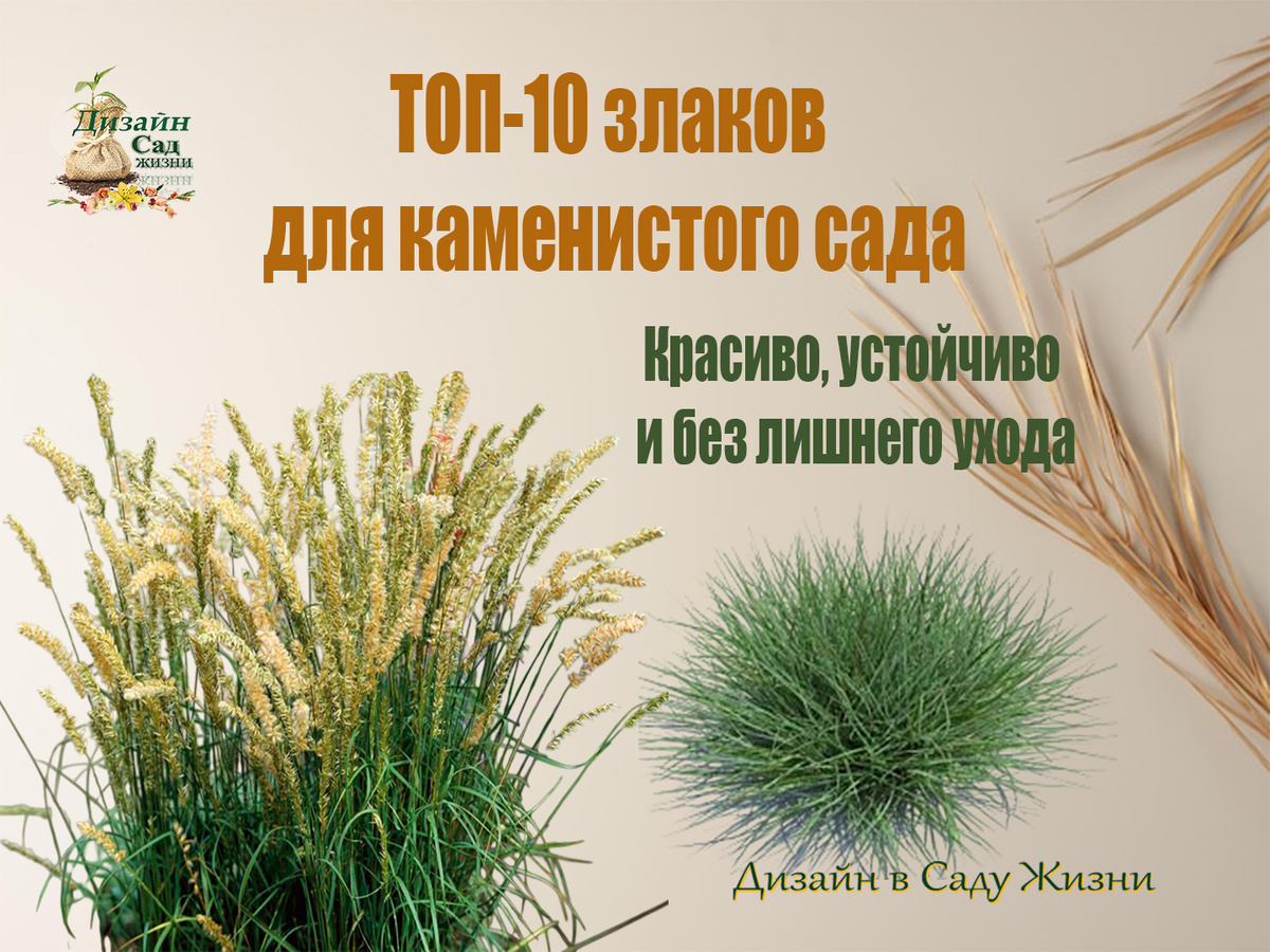 ТОП-10 декоративных злаков для каменистого сада