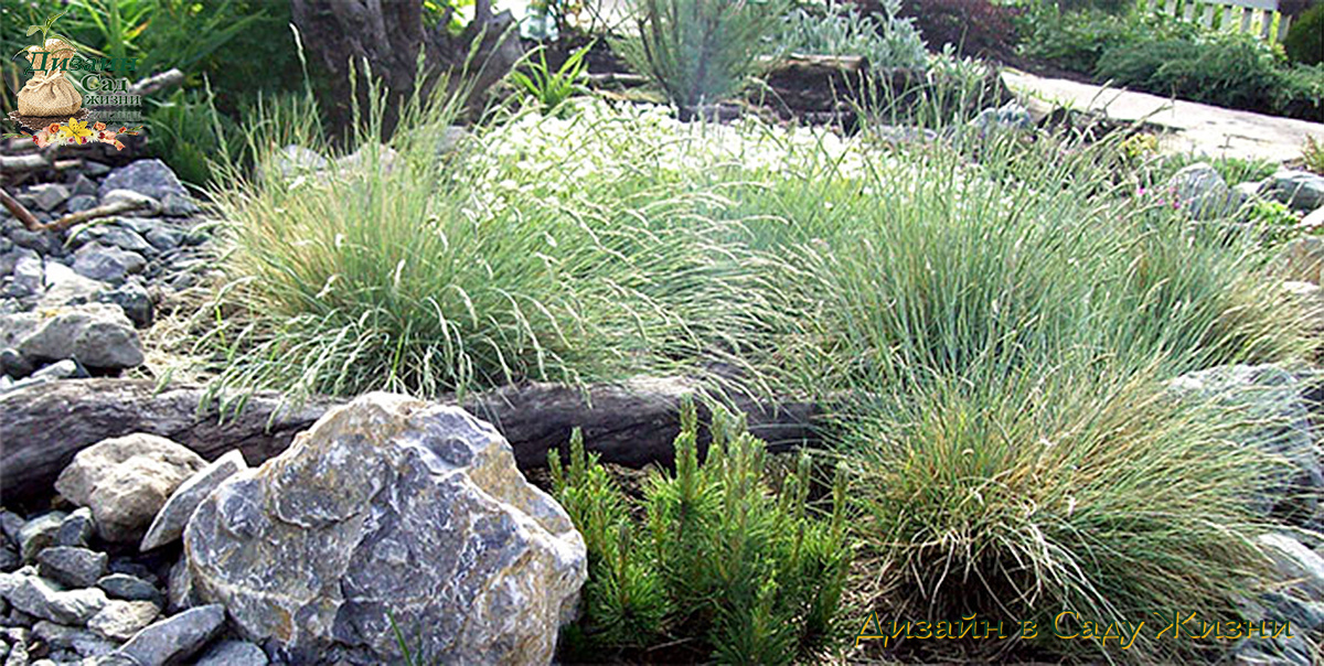 ТОП-10 декоративных злаков для каменистого сада