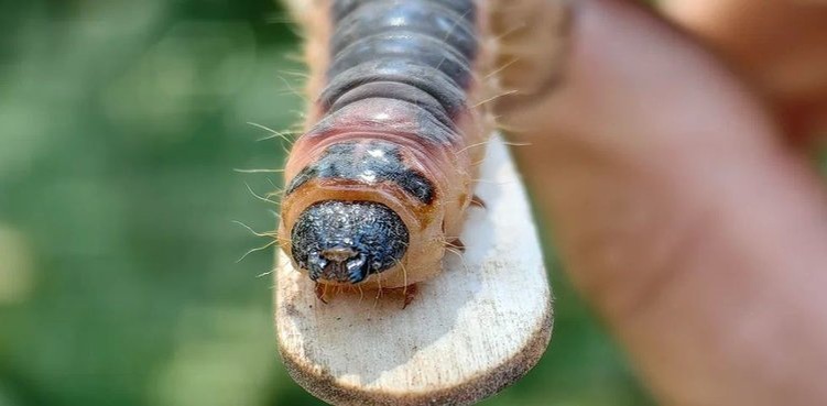    Фото: Лукьянов Дмитрий, AgroXXI.ru