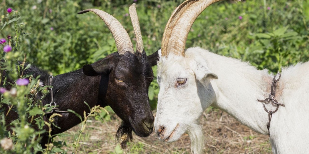 Из Сибири в Тверскую область — строить ферму: как две сестры открыли успешный бизнес на козьем молоке