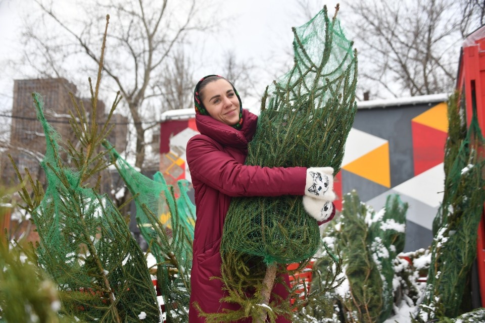    В Москве открываются елочные базары (в Подмосковье они заработали с 15 декабря), и народ снова встает перед выбором: как выбрать правильную елку на Новый год? Евгения ГУСЕВА