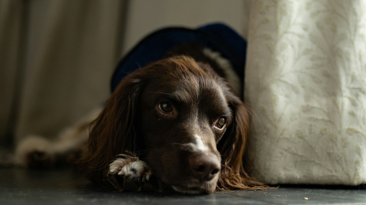    Боязнь громких звуков — самая распространенная фобия у не десенсибилизированных собак