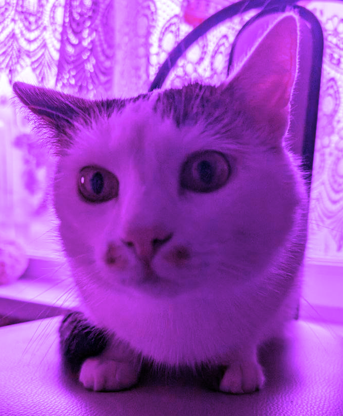 это описание картиночки