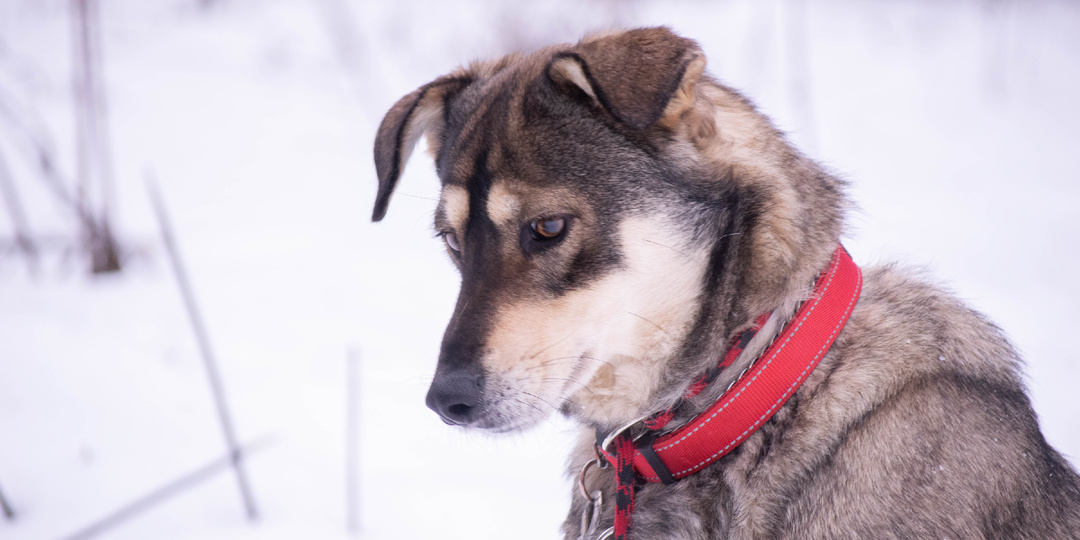 Мы не знаем, как помочь этому замечательному пёсику. Его идеальное резюме на рынке не в почете
