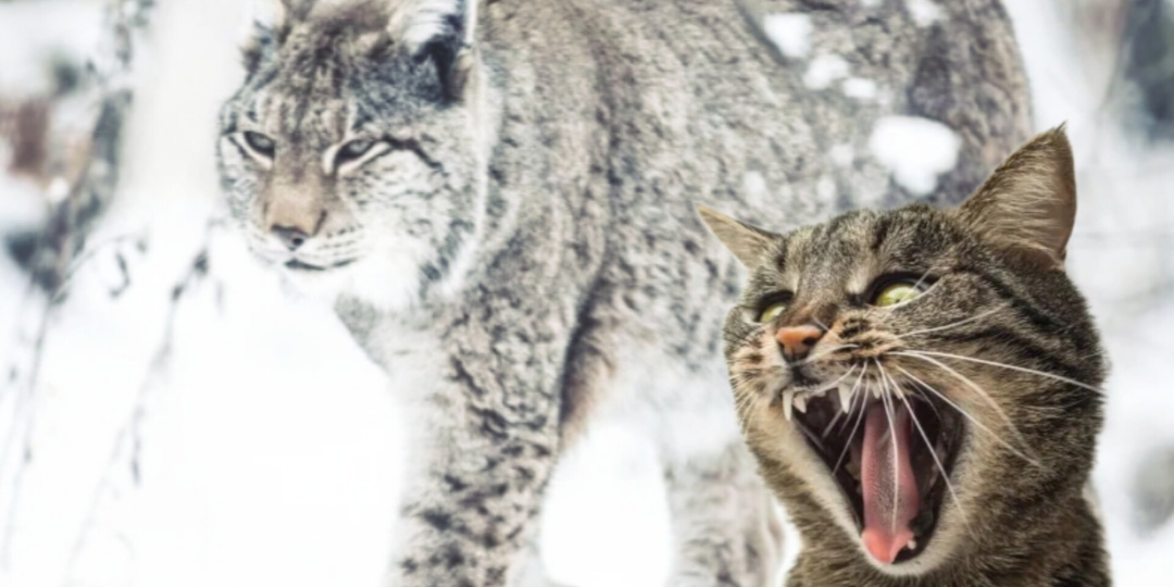 Почему кошка стала домашней, а рысь осталась дикой. Может быть потому, что рысь самая глупая из всех кошек