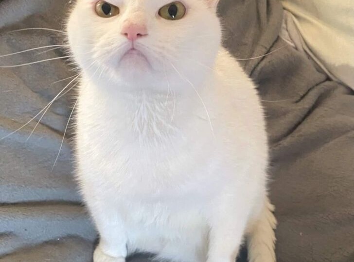 18 питомцев, которые явно затаили обиду на хозяев