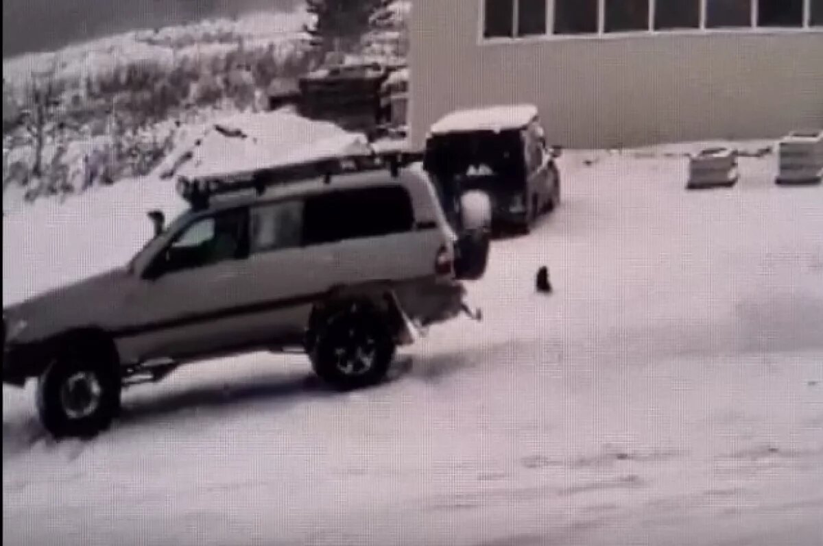    В Миассе водитель выбросил домашнюю кошку из окна машины на мороз