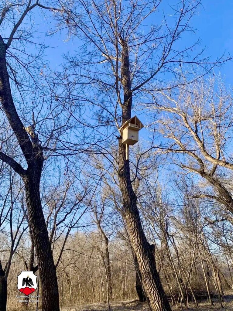     В орском парке Строителей устанавливают домики для белок Оренбуржье
📷    В орском парке Строителей устанавливают домики для белок Оренбуржье
