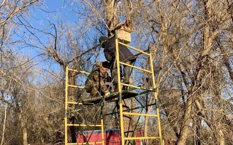    В орском парке Строителей устанавливают домики для белок Оренбуржье
