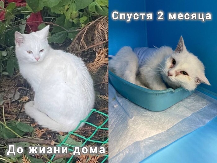 Белоснежный ангел, кошечка Зимушка, для которой «дом» оказался страшнее помойки