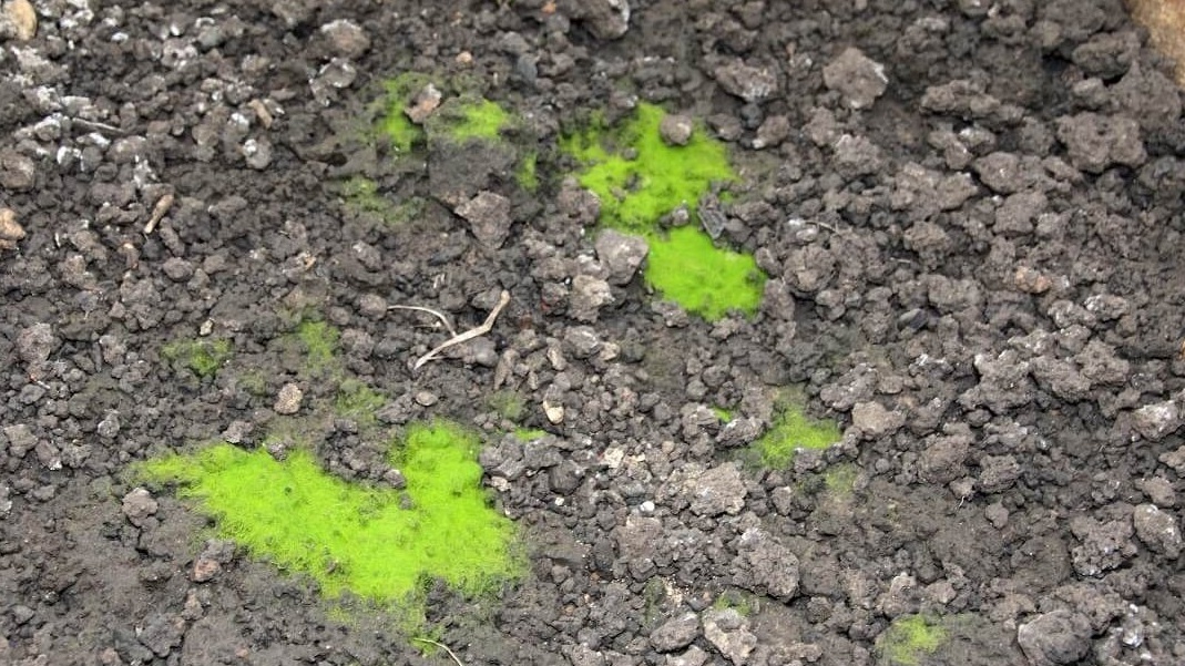 Июнь первого года - земля трескается, корни на поверхности