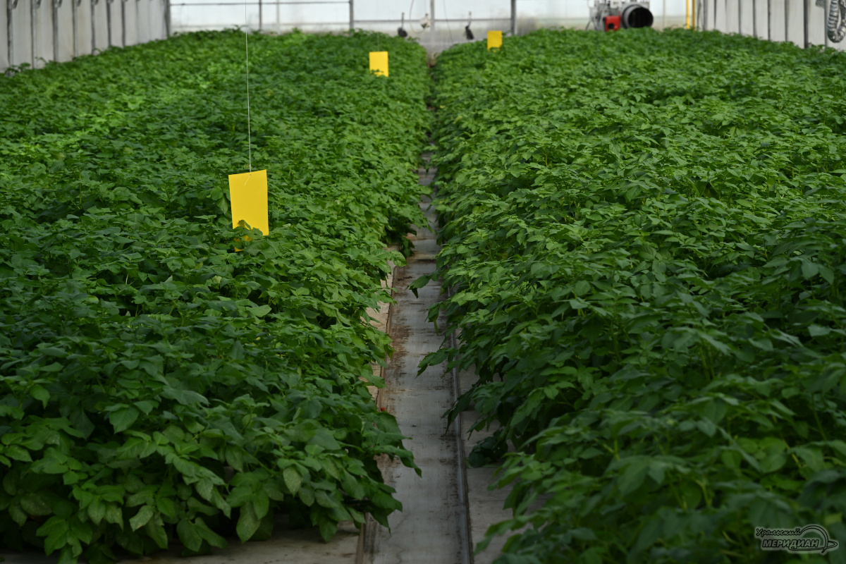    Фото: Анастасия Сибирякова © ИА «Уральский меридиан»