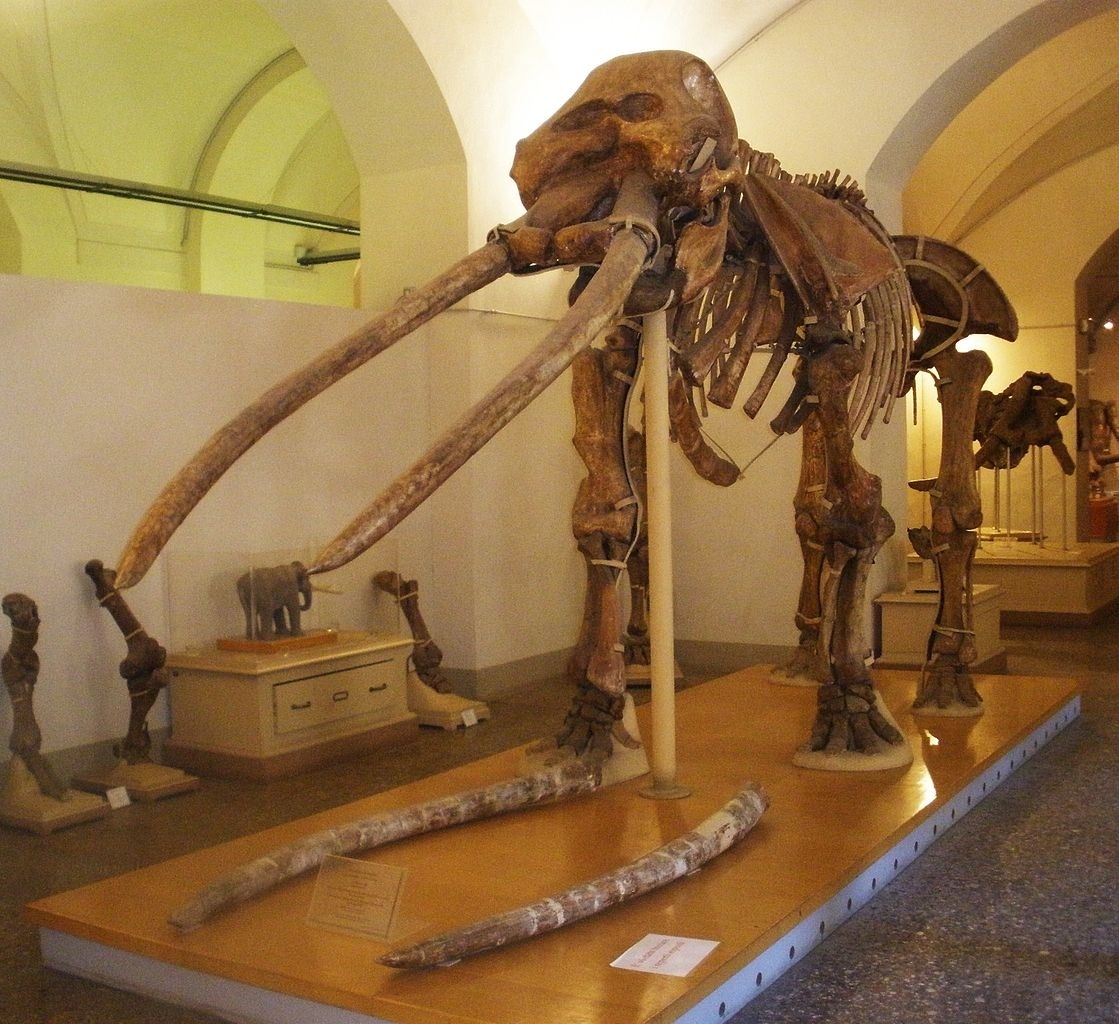 Тот самый Пиппо.