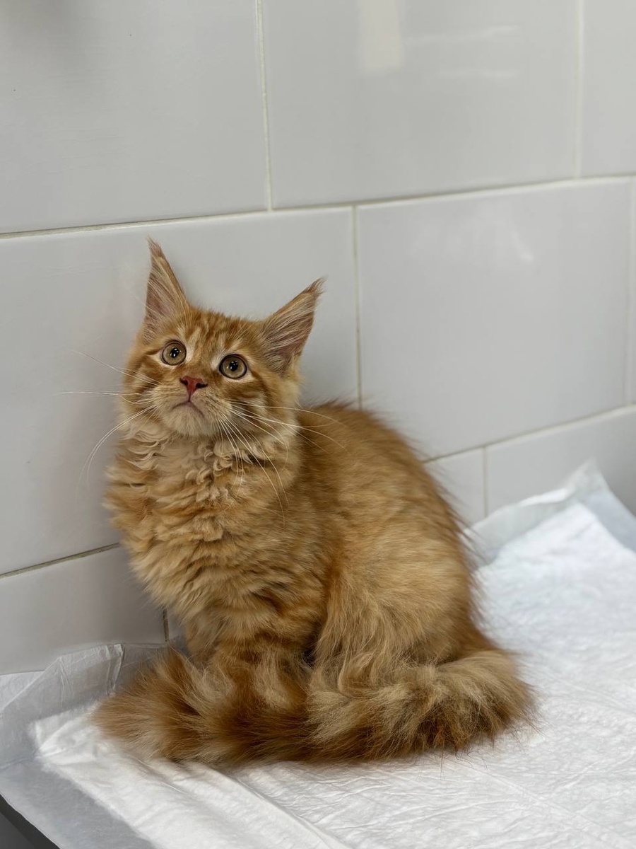 Создать карусель