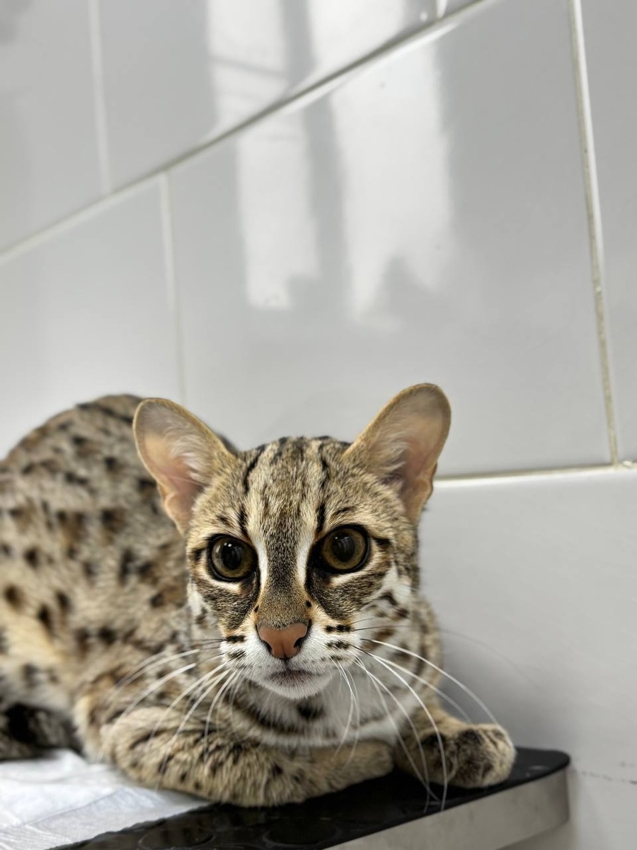 Создать карусель