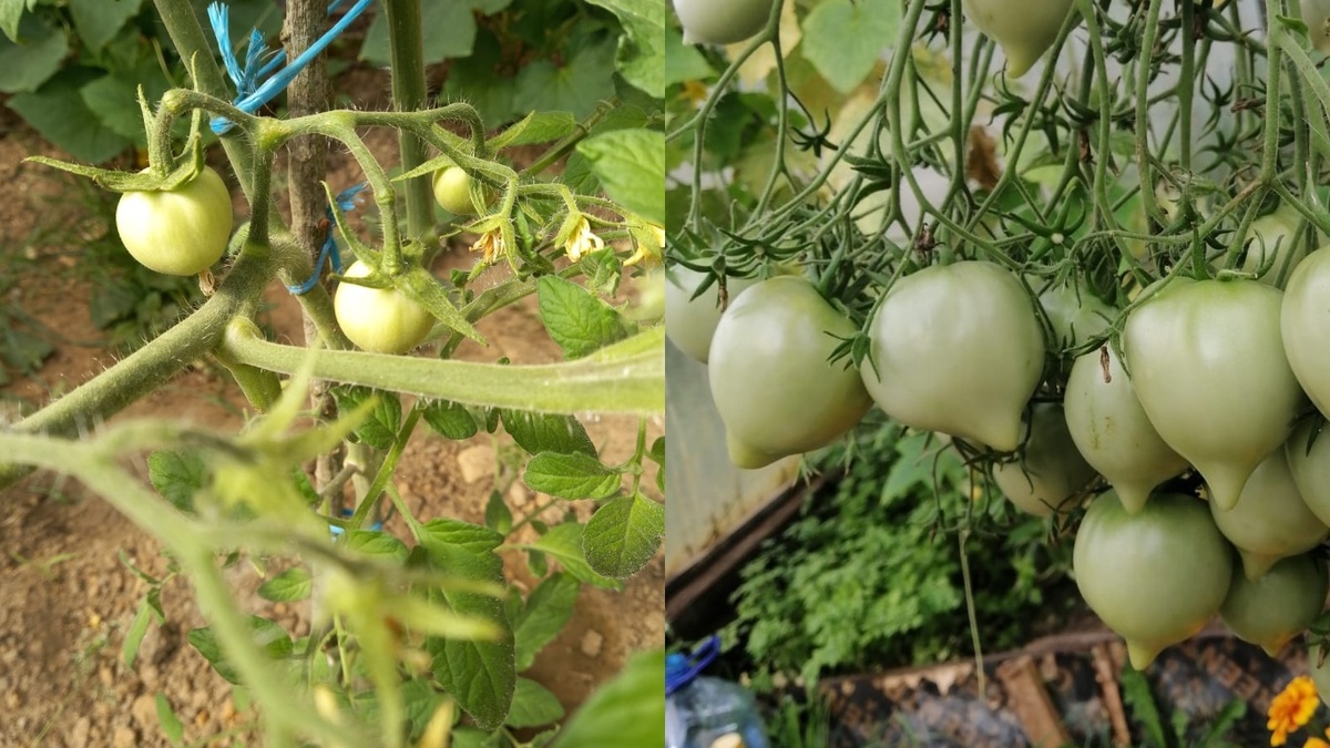 Результат неправильного выбора сорта: слева разрекламированная новинка, справа проверенная классика