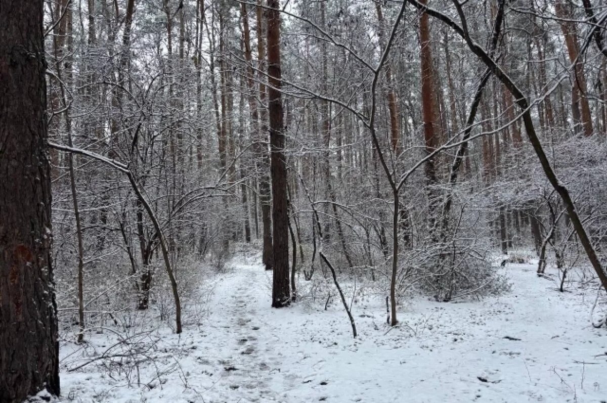    В Чувашии выделили около 50 млн рублей на оборудование для лесничеств