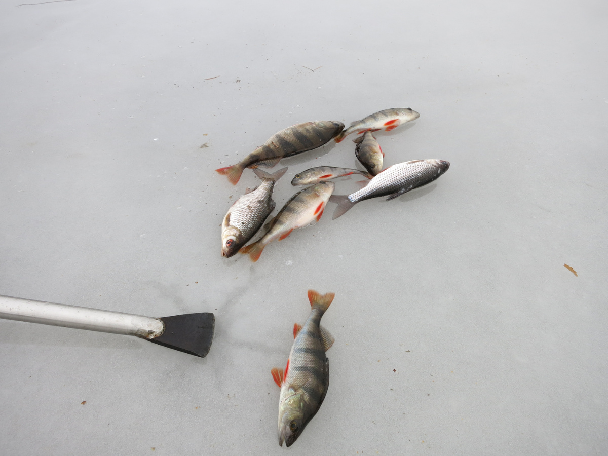 Вот таких примерно размеров  и их три-девять рыбин...