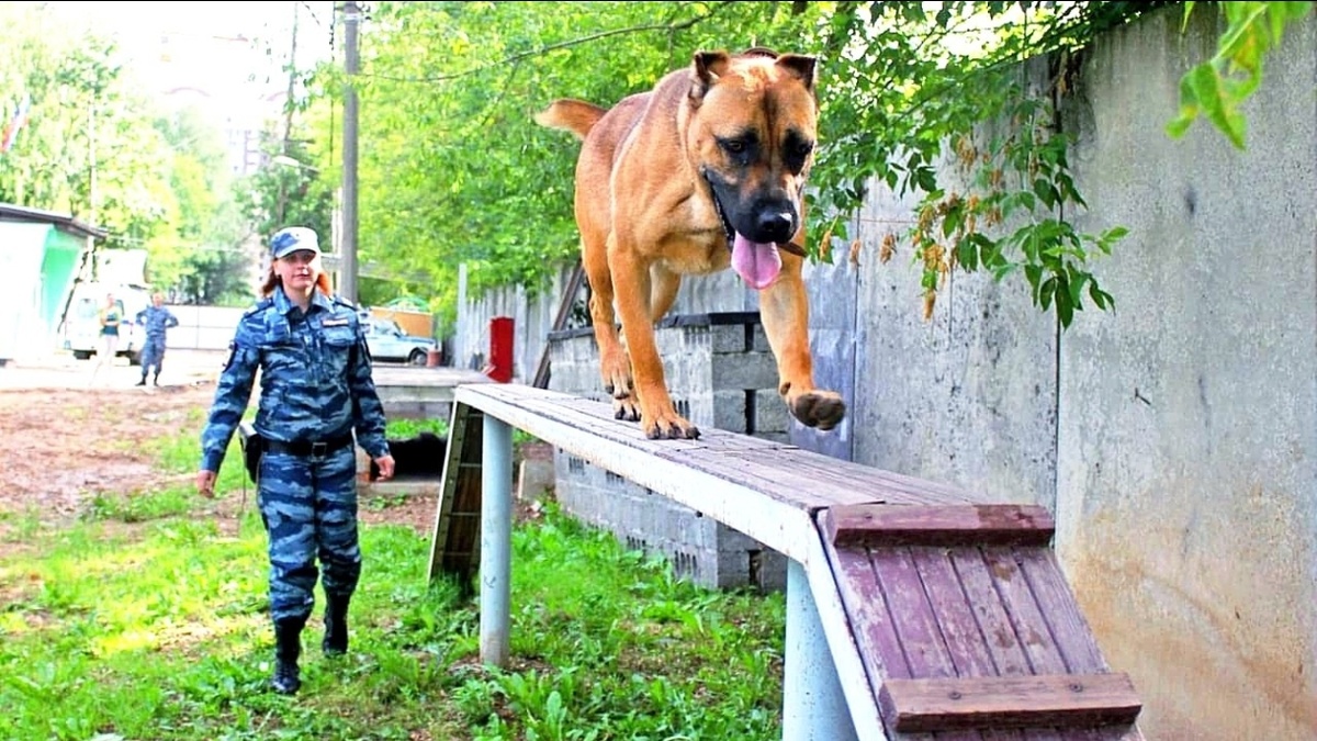 Специалист кинолог Олеся тренирует свою служебную собаку породы Кане Корсо.