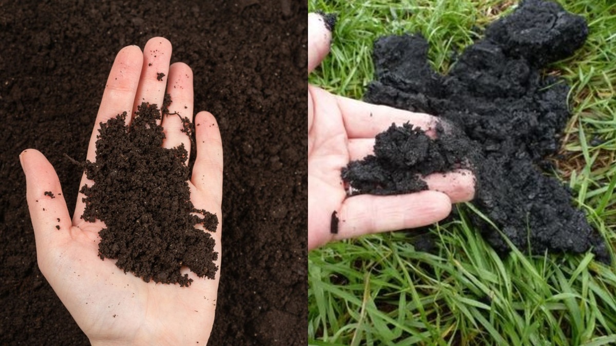Слева - обычная слежавшаяся земля, справа - почва после внесения древесного угля