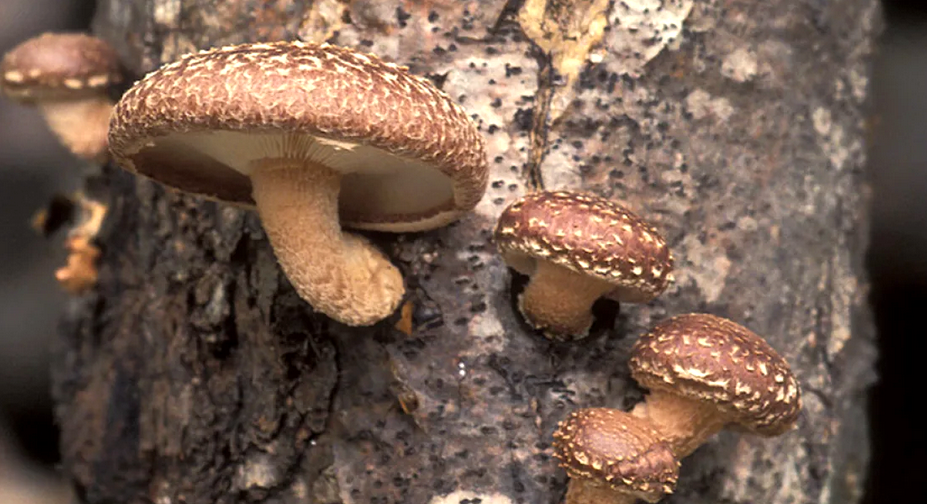 Гриб Шиитаке