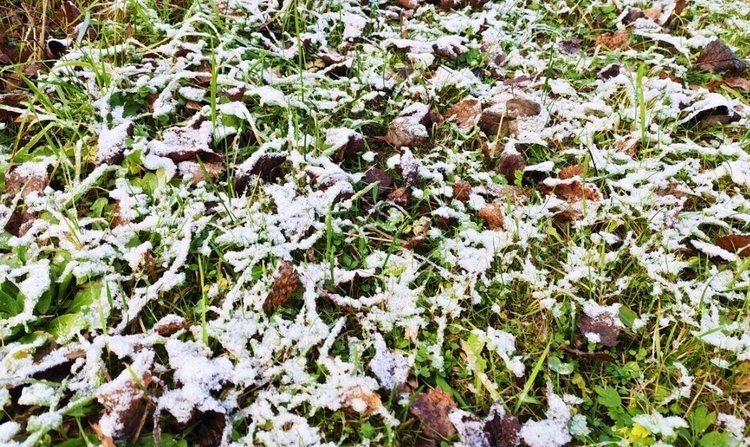    Фото: Служба по связям с общественностью филиала «Донецкий» Российского сельскохозяйственного центра