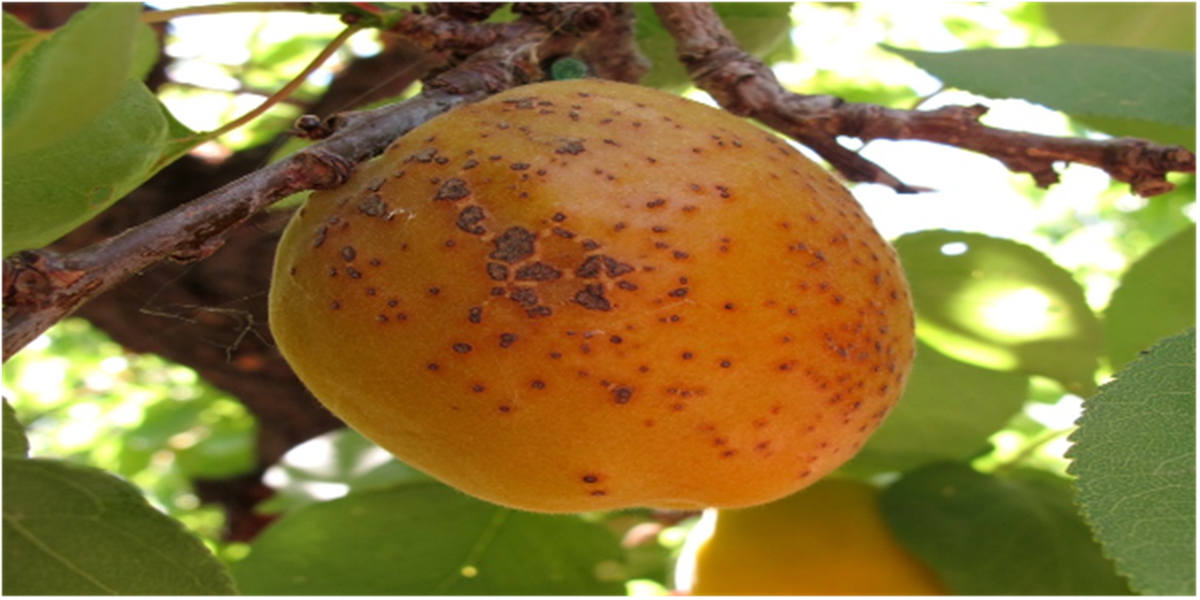 Фото: пресс-служба Уральского межрегионального управления Россельхознадзора  📷
