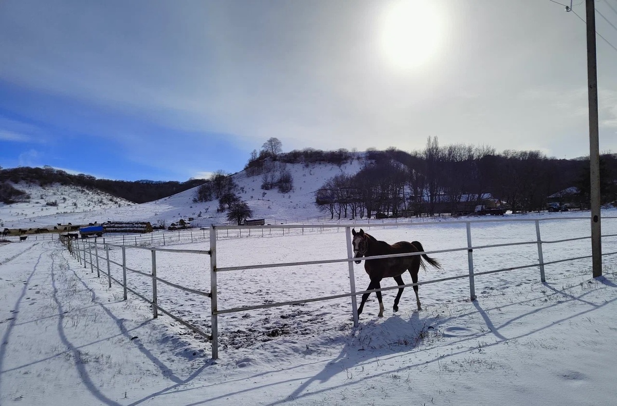 конный завод. Красавец!!!!